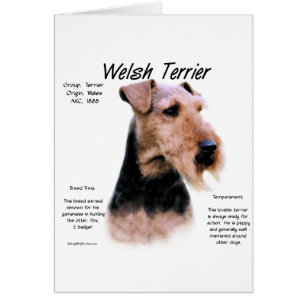Welsh Terrier History; Über walisische Terrier