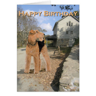 Welsh Terrier im Hof des Stalls