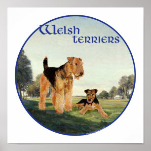 Welsh Terrier Poster
