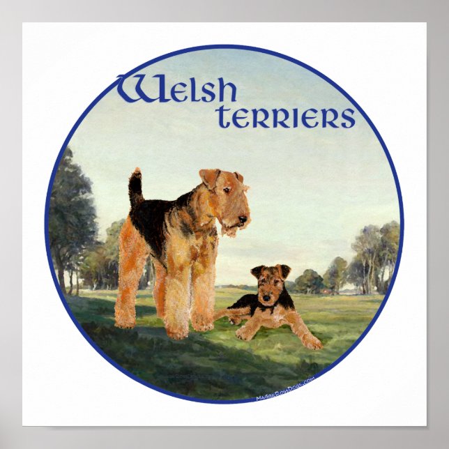 Welsh Terrier Poster (Vorne)