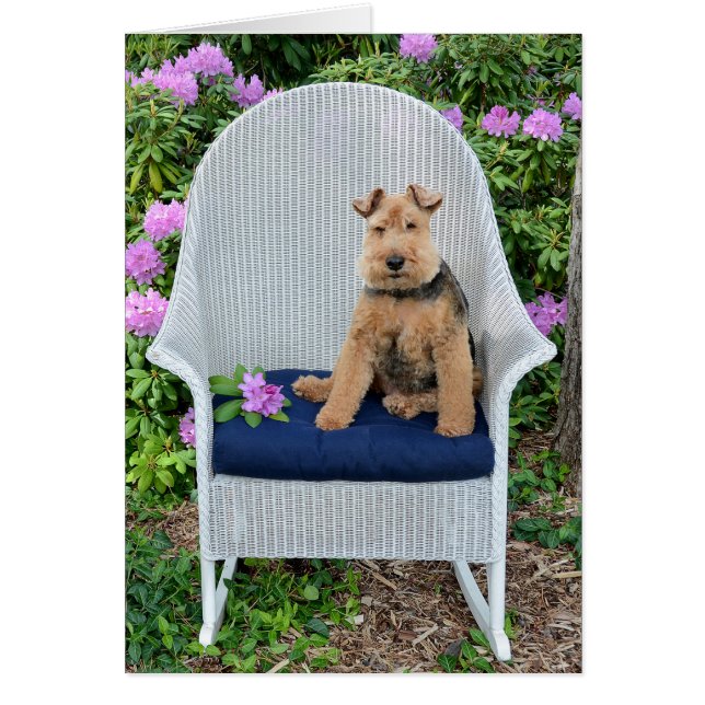 Welsh Terrier sur fauteuil en osier (Devant)