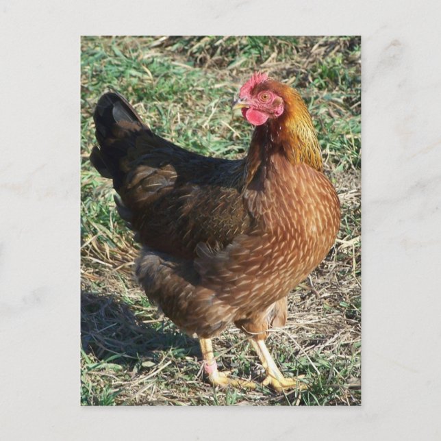 WelSummer Hen Out in der Sonne Postkarte (Vorderseite)