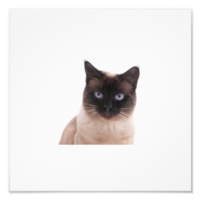 Weltbestes niedliches KatzenFoto Fotodruck (Vorne)