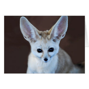 Welten Niedlicher Fennec Fox