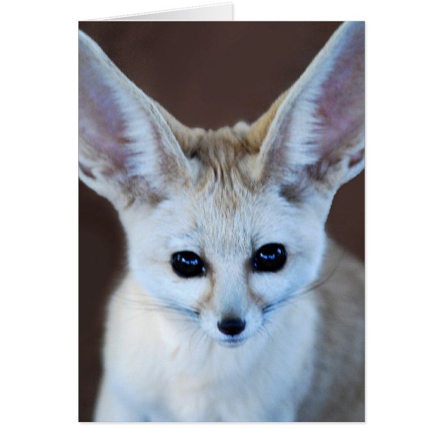 Welten Niedlicher Fennec Fox (Vorne)