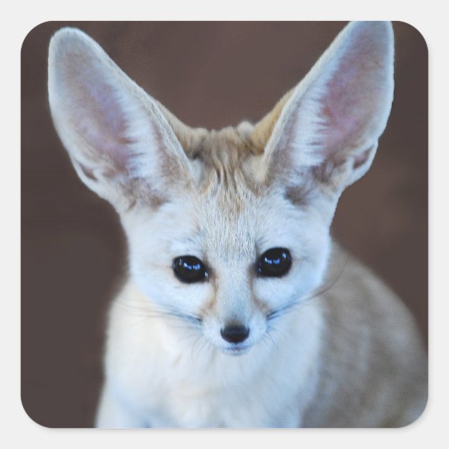 Welten Niedlicher Fennec Fox Quadratischer Aufkleber (Vorderseite)