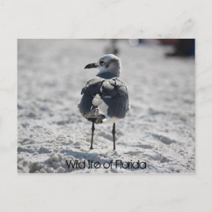 Weltleben in Florida Postkarte