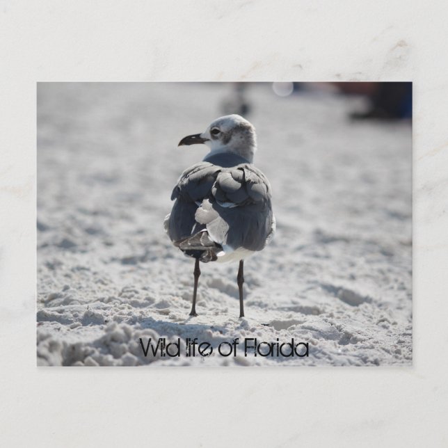 Weltleben in Florida Postkarte (Vorderseite)