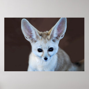 Weltniedlichster Fennec Fox Poster