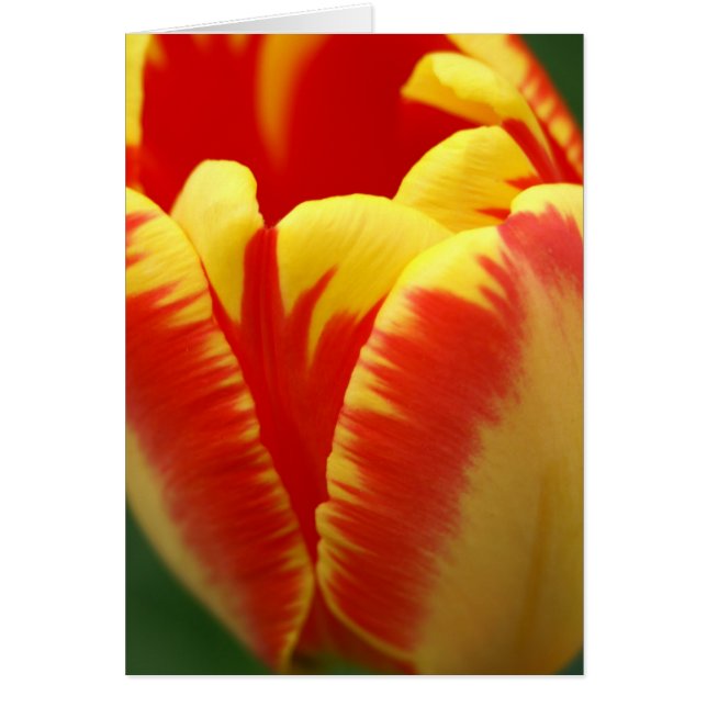 weltoffen (Vorne)
