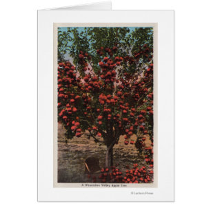 Wenatchee, WAA Wenatchee Valley Apple Tree