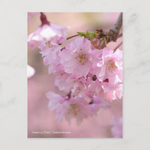 Wendekrebs: Yaebenishidare [Postkarte] Postkarte