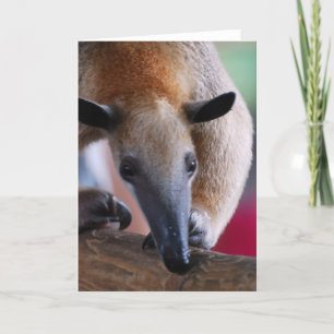 Wenig Anteater-Gruß-Karte Karte