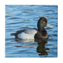 Wenig Bergente - Bluebill Ente Drake