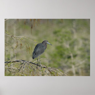 Wenig Blau-Reiher-Sumpfgebiet-Nationalpark Poster