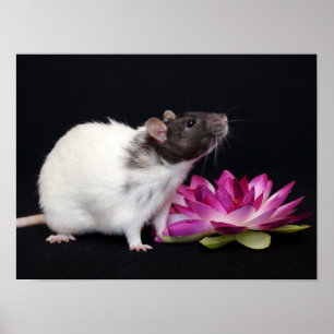 Wenig Blume - Ratten-Plakat Poster