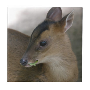 Wenig Muntjac Fliese