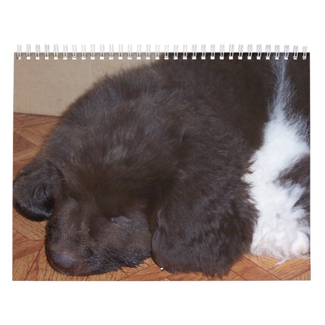 Wenig Newfie Mädchen Kalender (Titelbild)