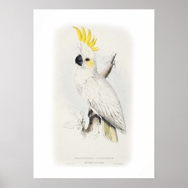 Weniger schwefelhaltiges Kakadu Poster (Vorne)