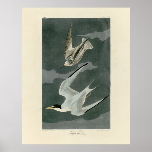 Weniger (zumindest) Tern - Audubons Vögel in Ameri Poster (Vorne)