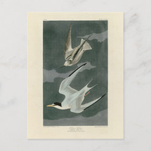 Weniger (zumindest) Tern - Audubons Vögel in Ameri Postkarte