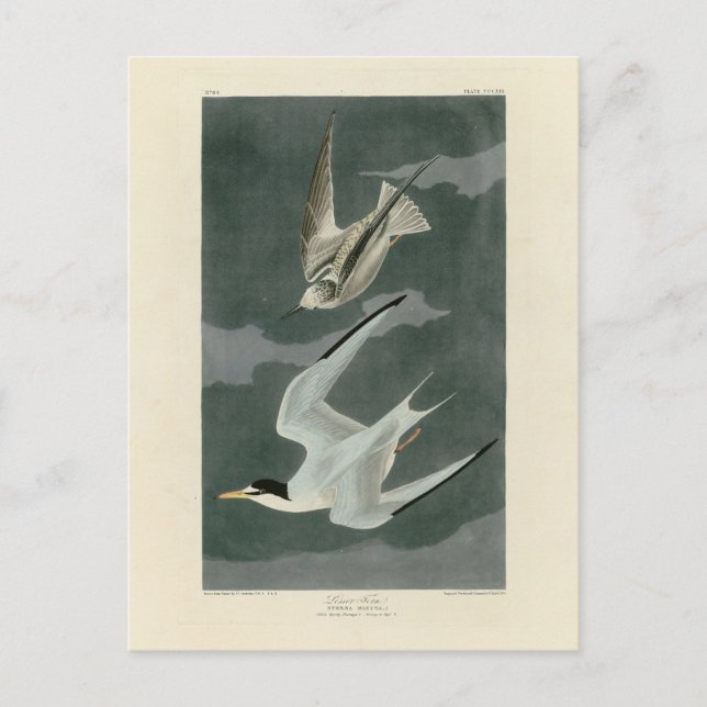 Weniger (zumindest) Tern - Audubons Vögel in Ameri Postkarte (Vorderseite)