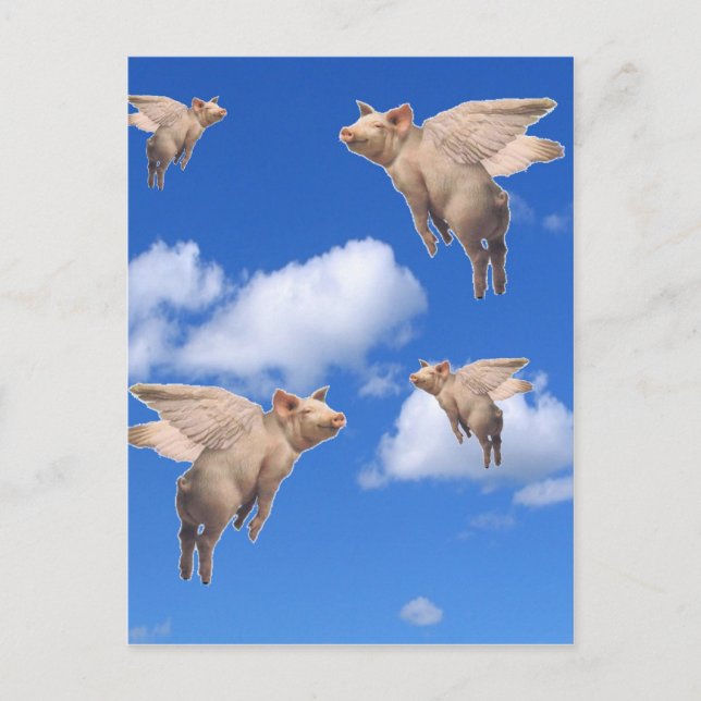 Wenn Schweine fliegen Postkarte (Vorderseite)