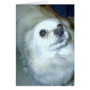 Wer bin ich? Spitz Puppy