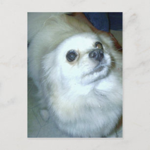 Wer bin ich? Spitz Puppy Postkarte