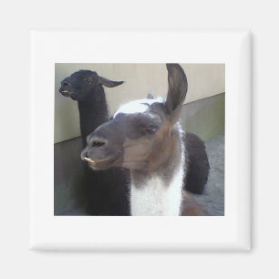Wer bin ich? Zoo Llama-Bild Magnet