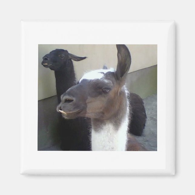 Wer bin ich? Zoo Llama-Bild Magnet (Vorne)