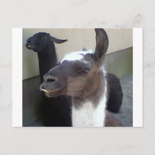 Wer bin ich? Zoo Llama Design Postkarte (Vorderseite)