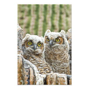Wer da ist, das Paar von Owl's Fotodruck