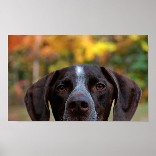 Wer hat Hund gegangen? Poster (Vorne)