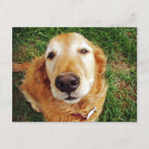 Wer ist ein guter Junge? Postkarte