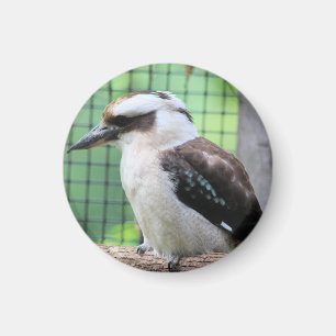 Wer nennt einen Kook Magnet