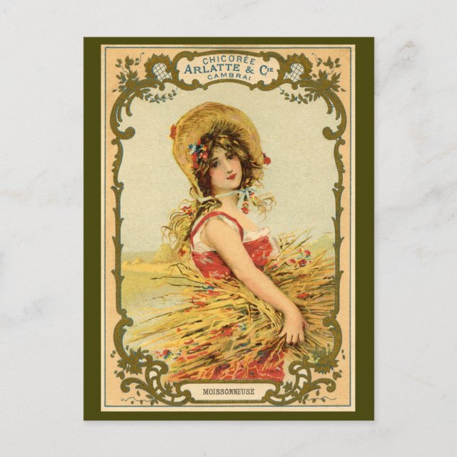 Werbung für Chicory Harvest Postkarte (Vorderseite)
