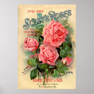 Werbung für Scotts Rose Poster