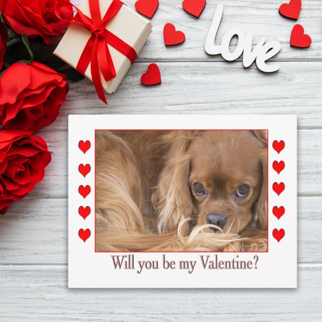 Werden Sie mein Valentinstag Spaniel Postkarte (Von Creator hochgeladen)
