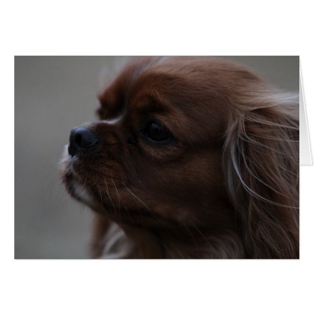 Wertvoll ein Ruby Cavalier King Charles Spaniel (Vorderseite (Horizontal))