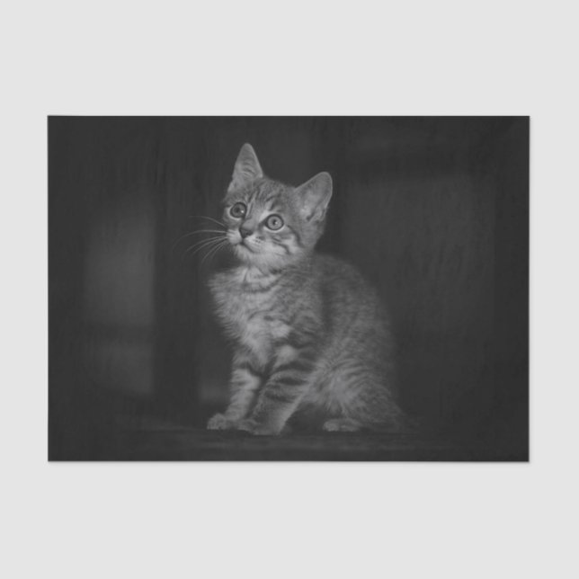 Wertvoll Kitten Seidenpapier (Vorderseite)