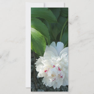 Wertvoll Peony Lesezeichen
