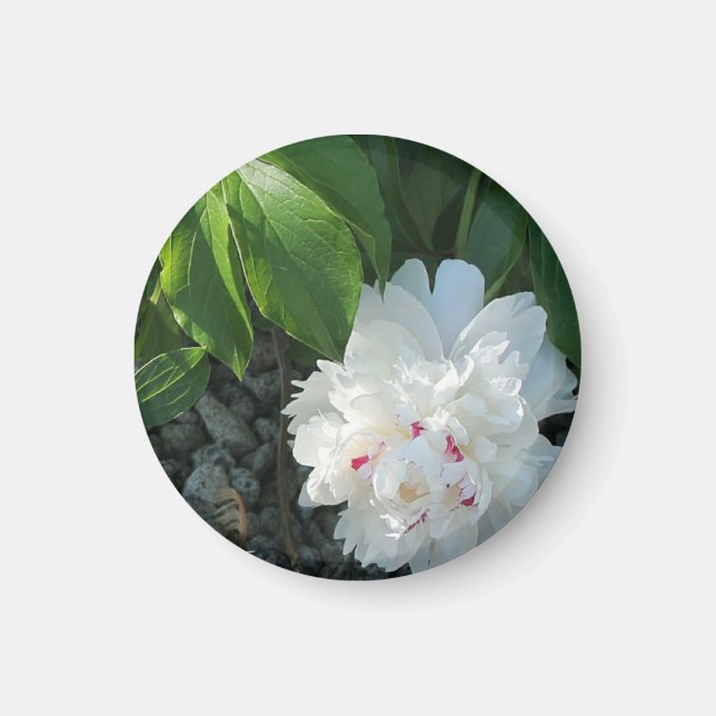 Wertvoll Peony Magnet (Vorne)