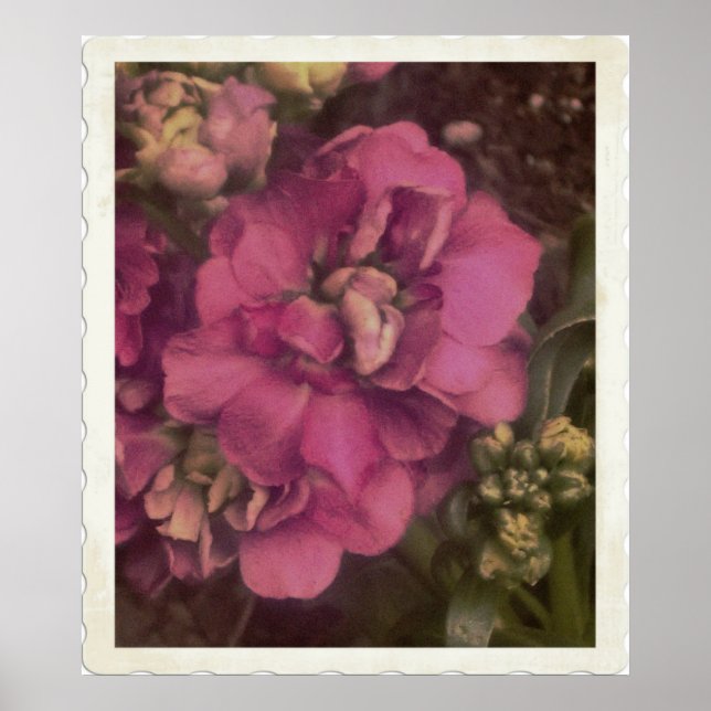 wertvoll-rosa-Peony Poster (Vorne)