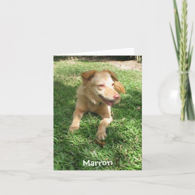 Wertvolle Hunde-Reihe:  Marron Karte (Vorderseite)