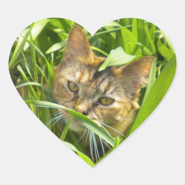 Wertvolle Jungle Kitty Stickers (Vorderseite)