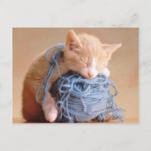 Wertvolle Katze und Kitten Fotos, Geschenke - Geei Postkarte