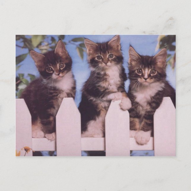 Wertvolle Katzen- und Kittenfotos, Geschenke, Post Postkarte (Vorderseite)