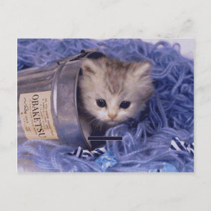 Wertvolle Katzen- und Kittenfotos, Geschenke, Post Postkarte