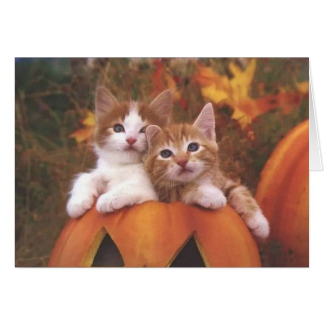 Wertvolle Pumpkatzenkatzen - individuell anpassbar (Vorderseite (Horizontal))